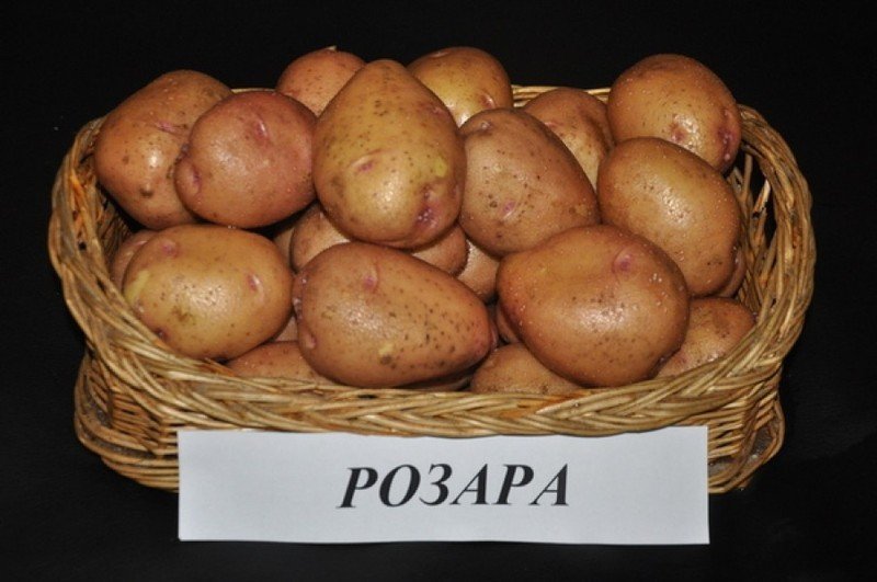 Сорт картофеля розара