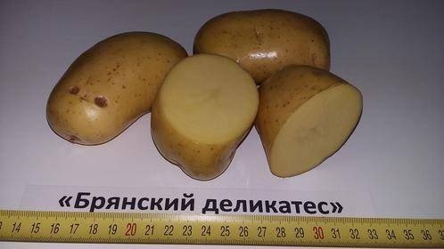 Сорт картофеля брянский деликатес