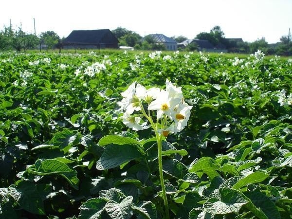 Картофель цветок в поле