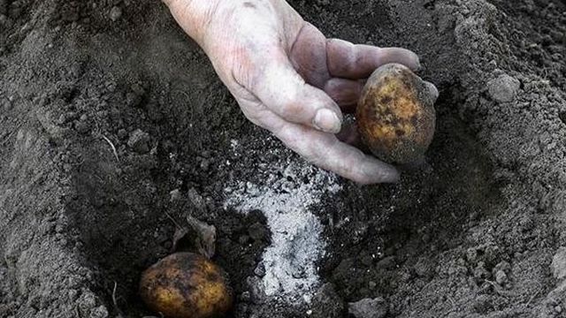 О картофеле Винета: описание семенного сорта картофеля, характеристики, агротехника