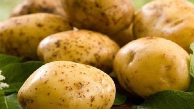 Картофель Зекура: описание сорта и характеристика, урожайность, отзывы