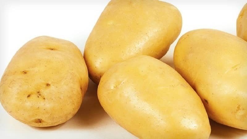 Сорт картофеля ласунок семенной