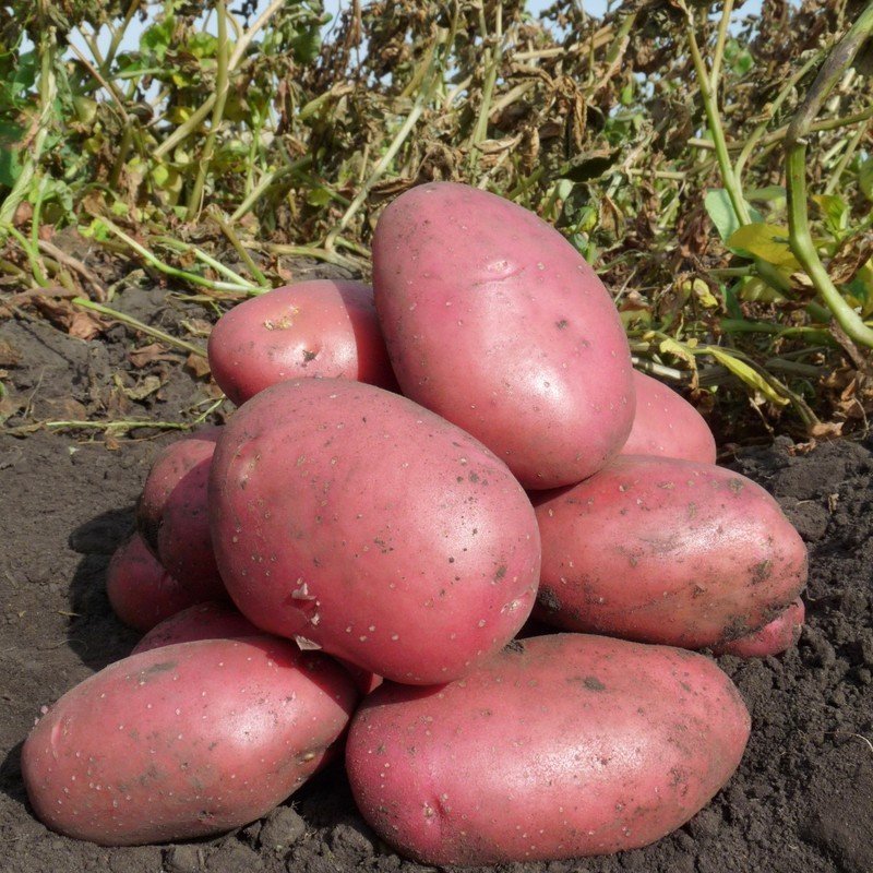 Сорт картофеля лабелла