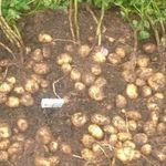 Описание среднеспелого крупного сорта картофеля «Великан»