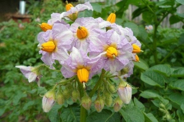 Цветок картофеля сорт беллароза