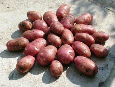 Картофель семенной альвара