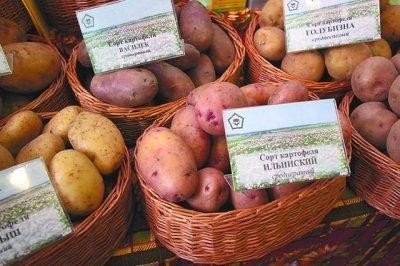Сорта картофеля для свердловской области