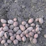 Сорт картофеля Бриз — характеристика, условия выращивания и способы ухода