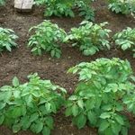 Сорт картофеля «Коломбо» («Коломба»): характеристика, секреты успешного выращивания
