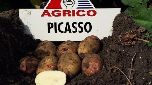 Характеристика, описание, урожайность, отзывы и фото сорта картофеля «Пикассо»