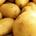 Сорт картофеля Ривьера: характеристика и описание, посадка и уход