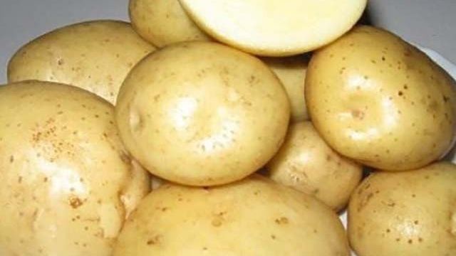 Сорт картошки Скарб: описание сорта, полезные свойства, отзывы