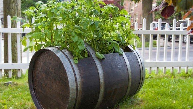 Выращивание картофеля в бочке: пошаговая инструкция, технология выращивания, особенности, уход, отзывы