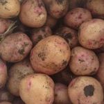Устойчивый к колорадским жукам картофель «Рамона»