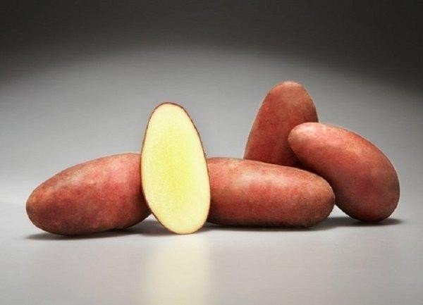 Картофель сорт санибель