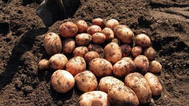 Выращиваем картофель Журавинка: характеристика и описание сорта, фото