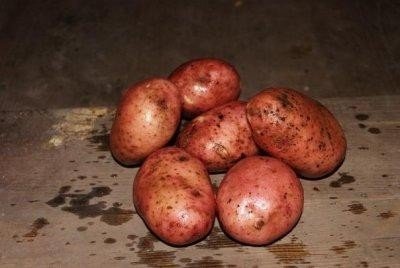 Сорт картофеля краса