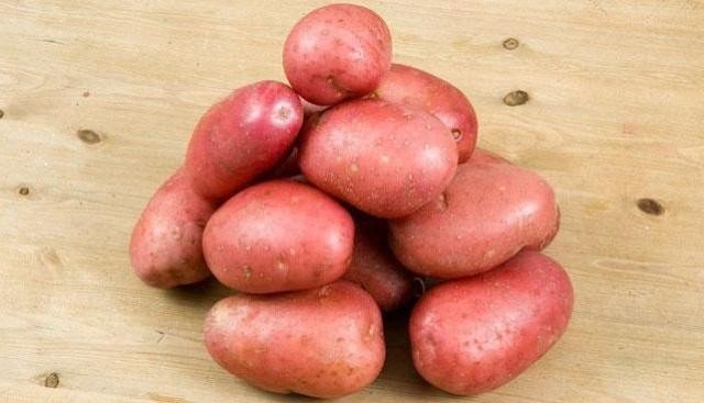 Сорт картофеля ред скарлет