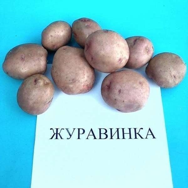 Сорт картофеля журавинка