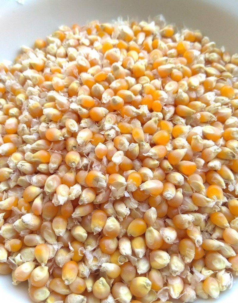 Зерно кукурузы для попкорна американский