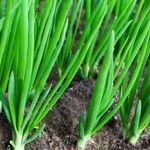Лук Чернушка — выращивание из семян