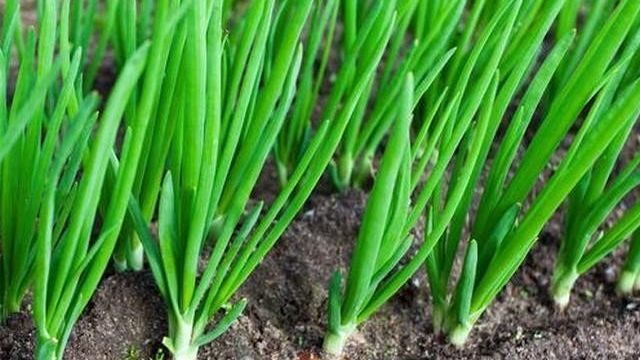 Лук Чернушка — выращивание из семян