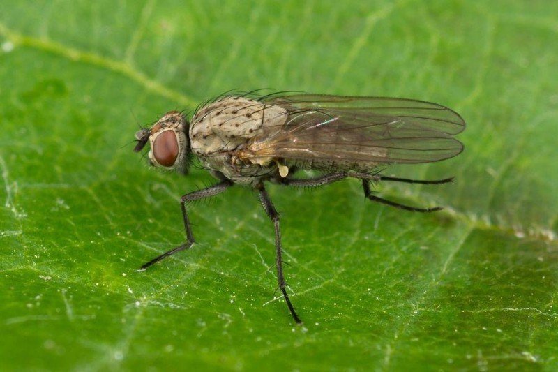 Томатная минирующая муха