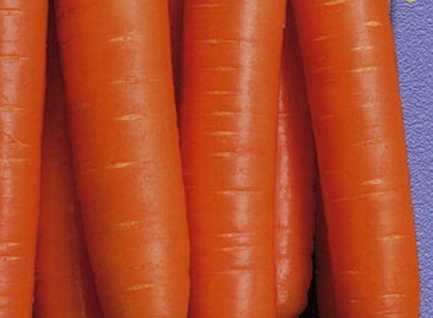 Сорт моркови красавка