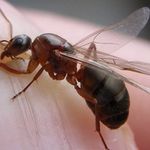 Как бороться с муравьями на грядке с огурцами