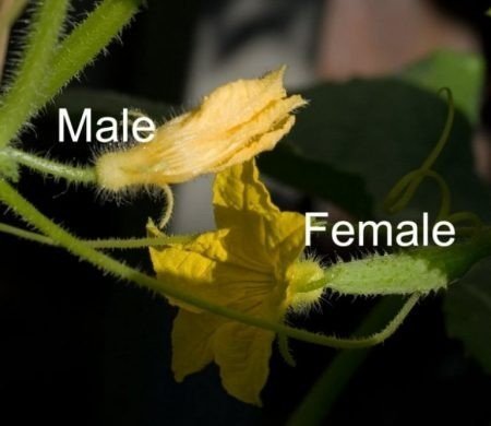 Цветки огурца мужские и женские