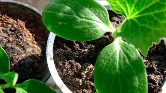 Комнатные огурцы: технология выращивания на подоконнике в домашних условиях, как вырастить большой урожай в квартире, чем подкармливать