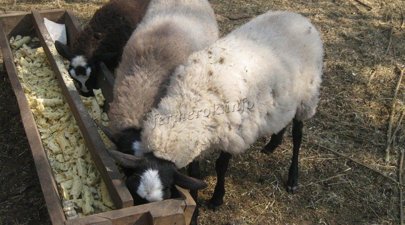 Кормушки для овец эдельбай