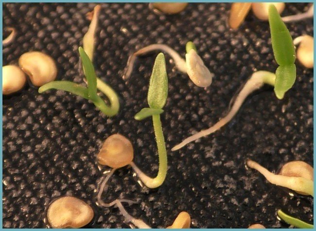 Прорастание семян тыквы