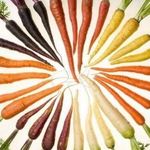 Почему зеленеет верхушка у моркови, и как этого не допустить?