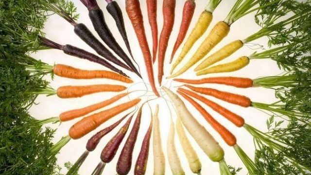 Почему зеленеет верхушка у моркови, и как этого не допустить?