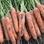Сорт моркови Нантская 4: описание, фото и отзывы