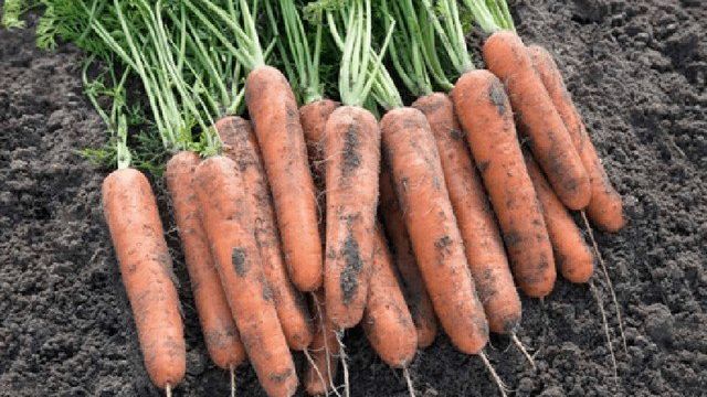 Сорт моркови Нантская 4: описание, фото и отзывы