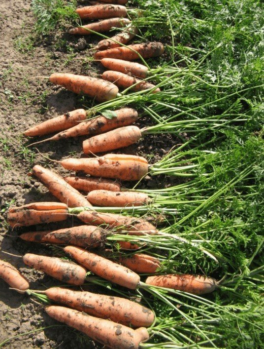 Урожай моркови сорт каскара