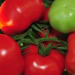 Характеристика и описание сорта томата Шеди леди, его урожайность