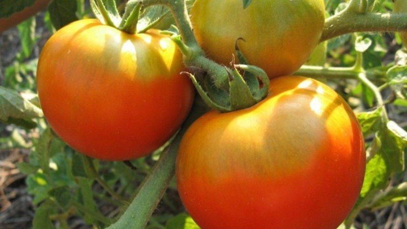 Сорт помидор рапунцель