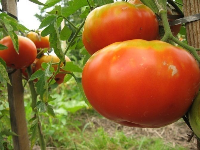 Малосемянные сорта томатов