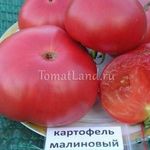Любимец огородников — томат Картофельный малиновый