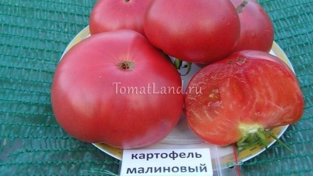 Любимец огородников — томат Картофельный малиновый