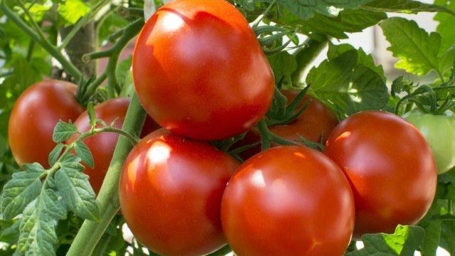 Томат Восток F1: характеристика и описание сорта, отзывы об урожайности помидоров от Сады России и фото куста
