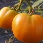 Обзор сорта томата Оранжевый Гигант
