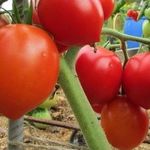 Описание и характеристики одного из самых вкусных сорта томата