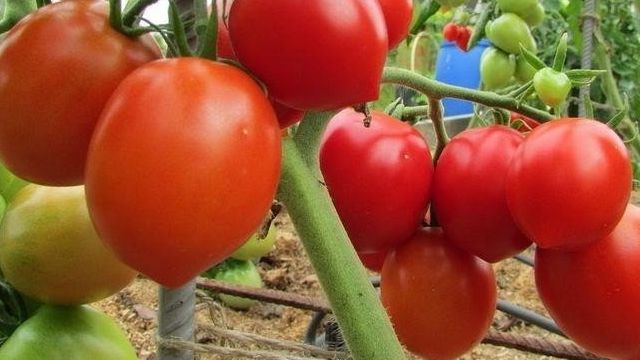 Томат "Столыпин": описание сорта и фото, характеристики плодов помидоров и советы по их выращиванию Русский фермер