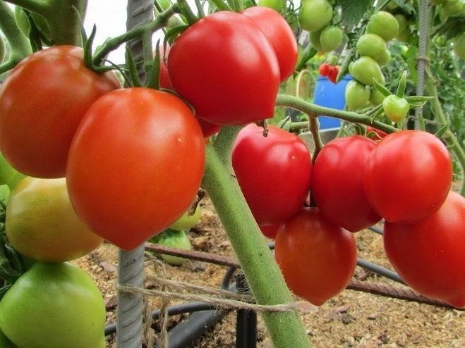 Столыпин помидоры описание