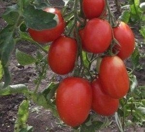 Столыпин сорт томатов