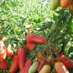 Описание сорта томата «Ракета»: характеристики, фото плодов, урожайность, важные достоинства и недостатки